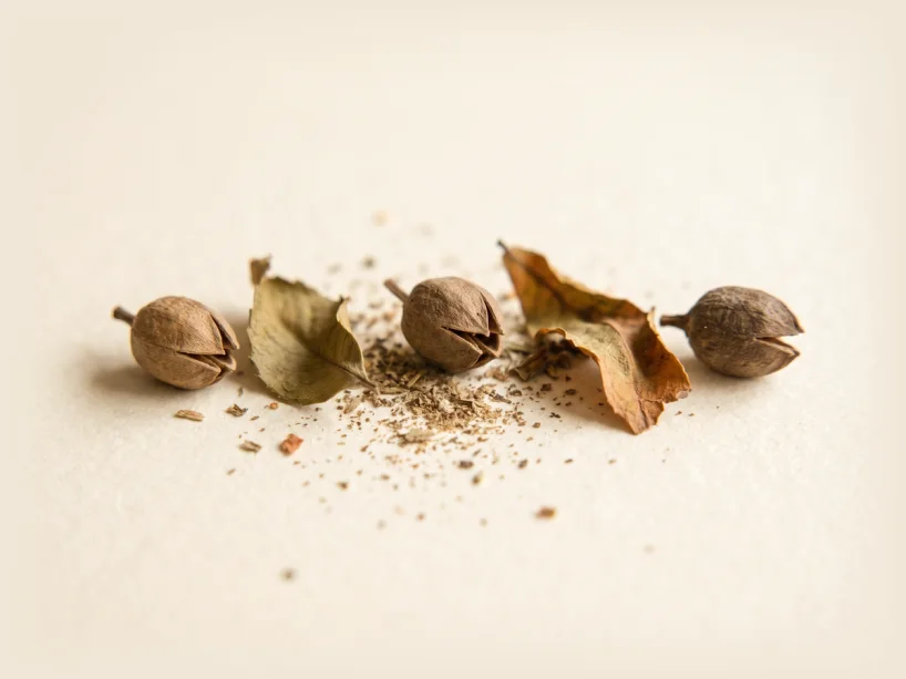 Dried seed pods and leaf fragments laid out on a pale surface